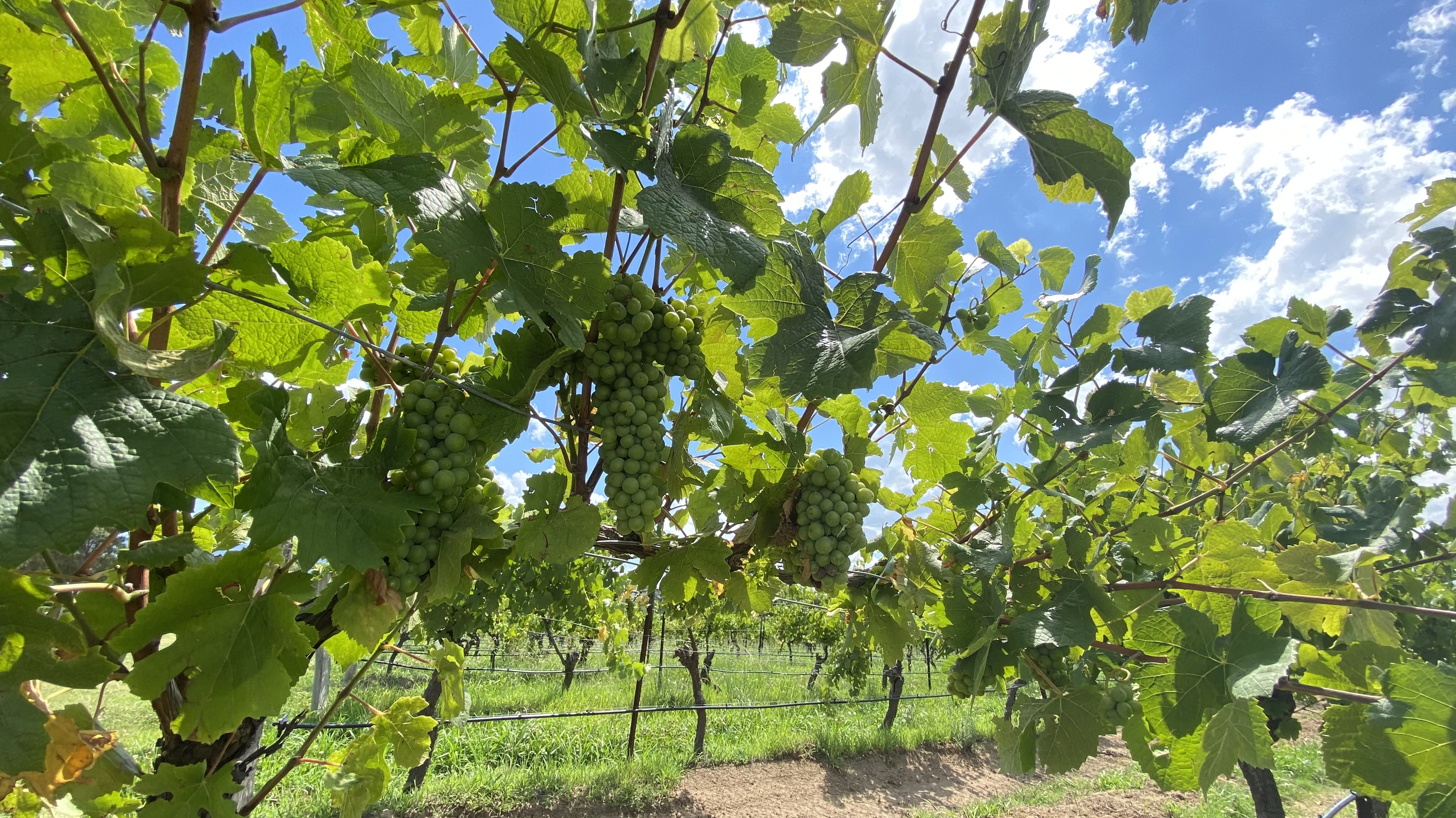 Grapes hanging from the vines at the vineyard 